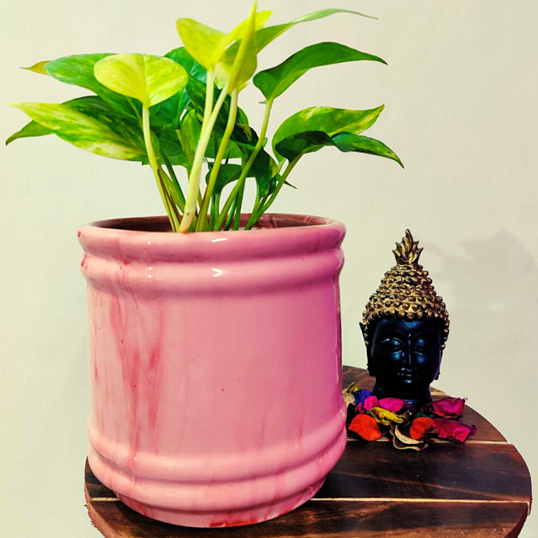 Stylish Glossy Barrel shaped and Pink in Color Ceramic planter Pot for decorating your Indoor & Outdoor Home, Garden, Office Decoration, Balcony Planters Pot. Gamla Size- 16*16 cm 